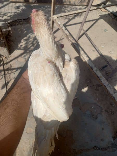 white hera quality pathaay breed for Sale (2 pieces) 1