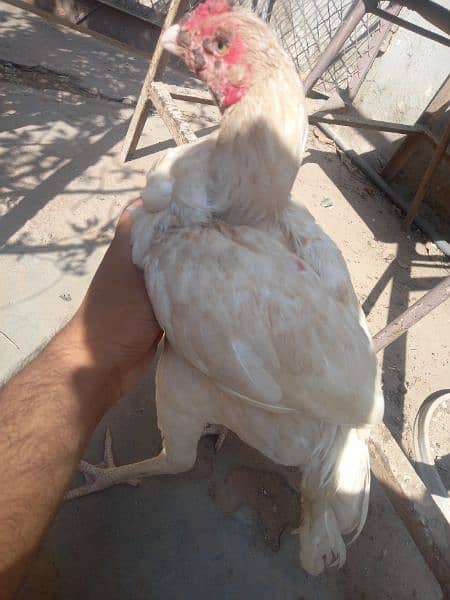 white hera quality pathaay breed for Sale (2 pieces) 3