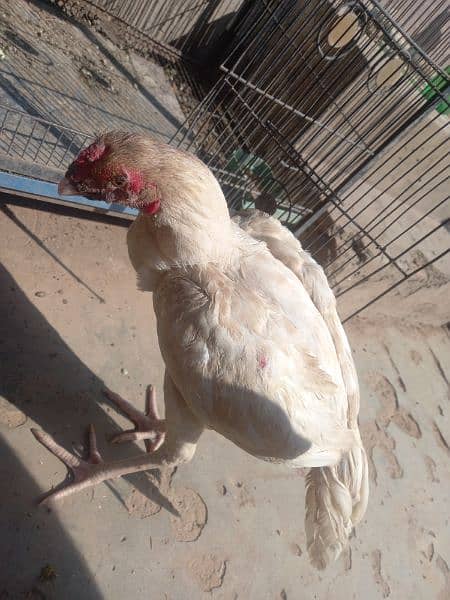 white hera quality pathaay breed for Sale (2 pieces) 4