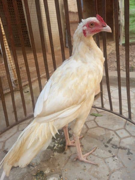 white hera quality pathaay breed for Sale (2 pieces) 5