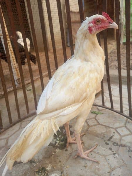 white hera quality pathaay breed for Sale (2 pieces) 6