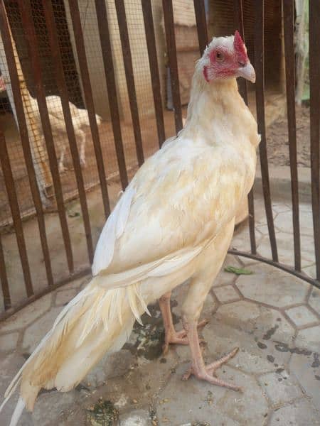 white hera quality pathaay breed for Sale (2 pieces) 7