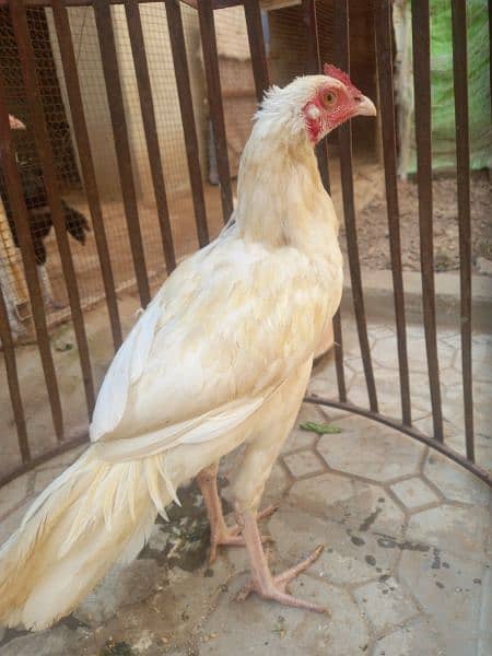 white hera quality pathaay breed for Sale (2 pieces) 8