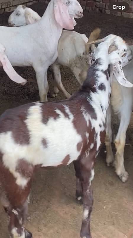 Bakra 2