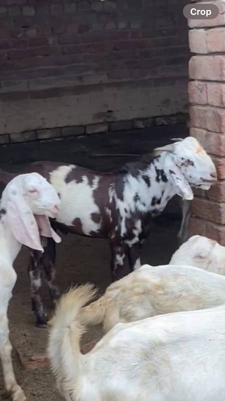 Bakra 3