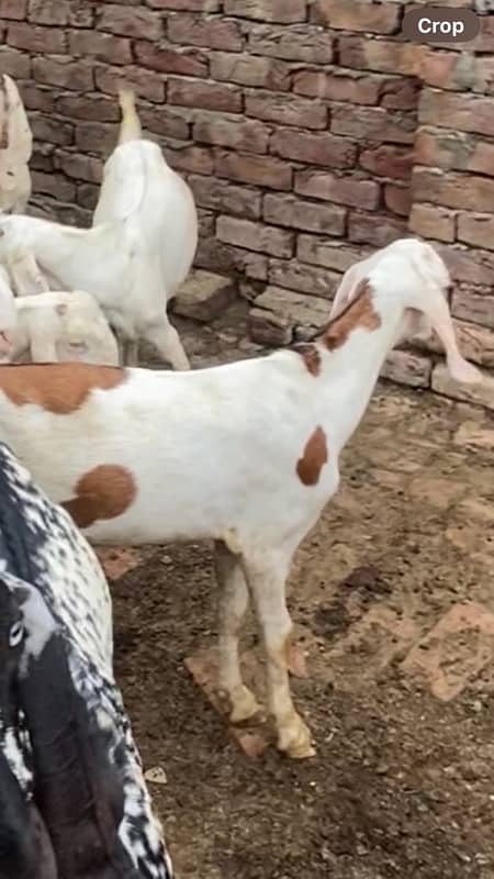 Bakra 7