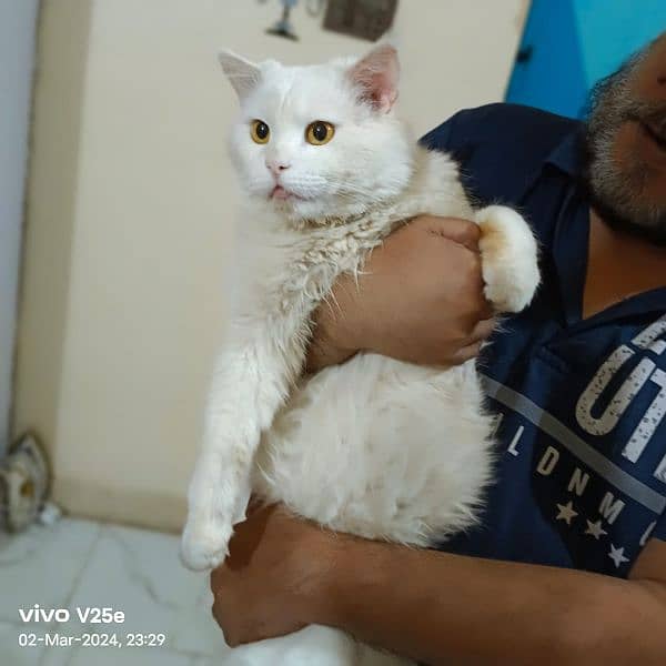 pure white Persian cat 1