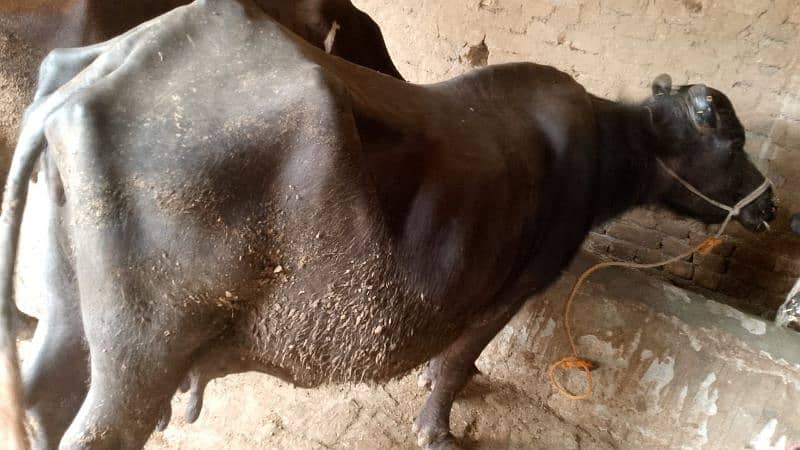 Buffalo (Bhens) for Sale 0