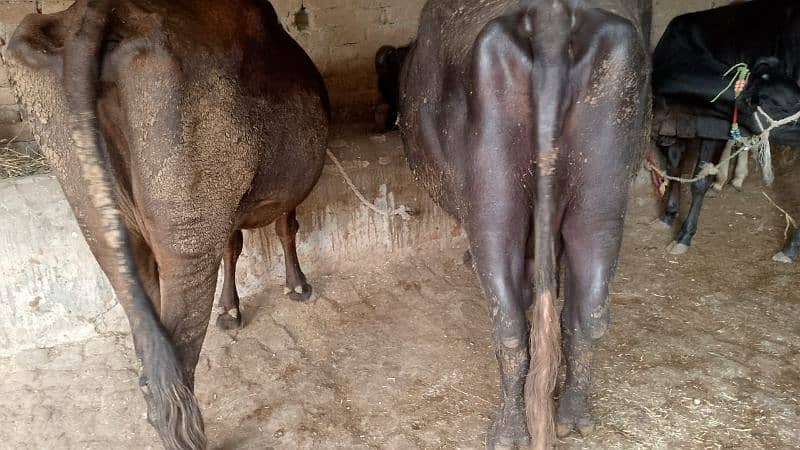 Buffalo (Bhens) for Sale 1