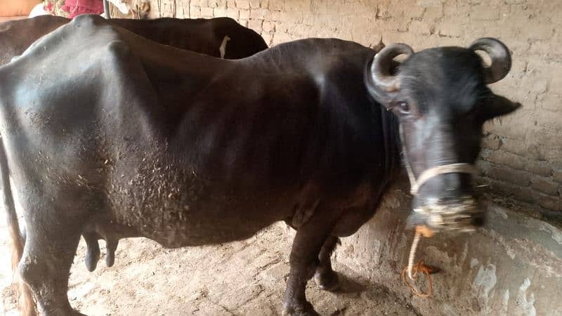 Buffalo (Bhens) for Sale 2