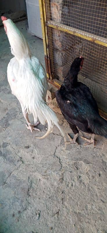 aseel  Heera male. Rs 7000. aseel female for sale WhatsApp 03107785244 1