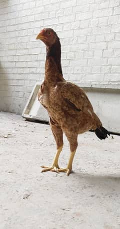 shamro cross breader Hen