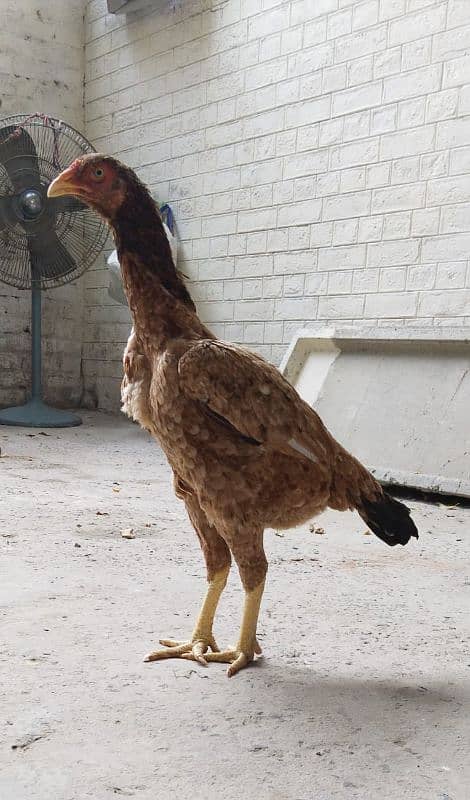 shamro cross breader Hen 1