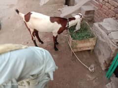 Beetal Bakri Fresh Crossed