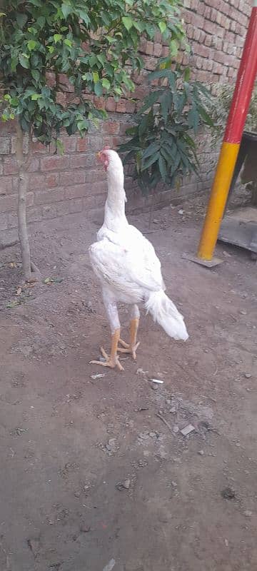 6 months male shamo ring birds breed 0