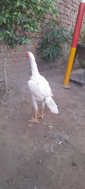 6 months male shamo ring birds breed 1