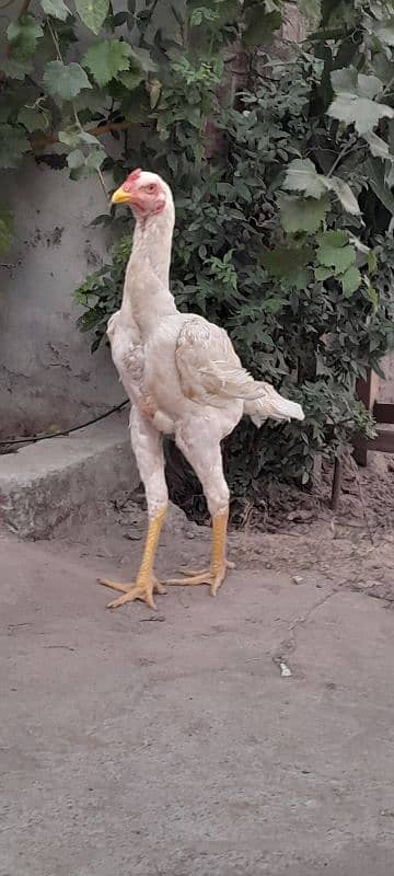 6 months male shamo ring birds breed 2