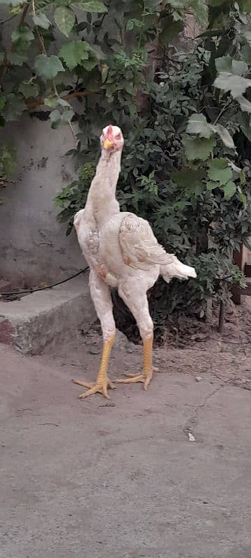 6 months male shamo ring birds breed 3