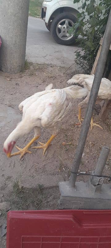 6 months male shamo ring birds breed 4