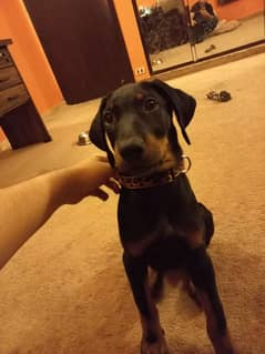 Doberman puppy female