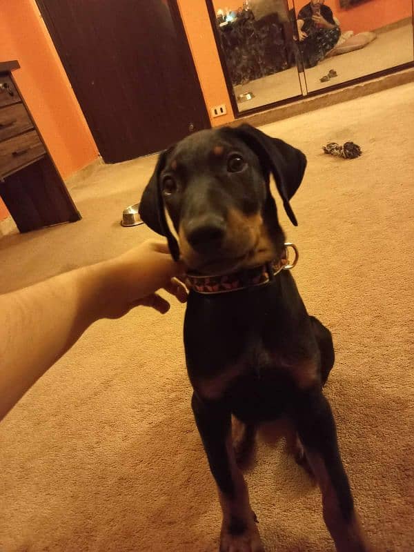 Doberman puppy female 0