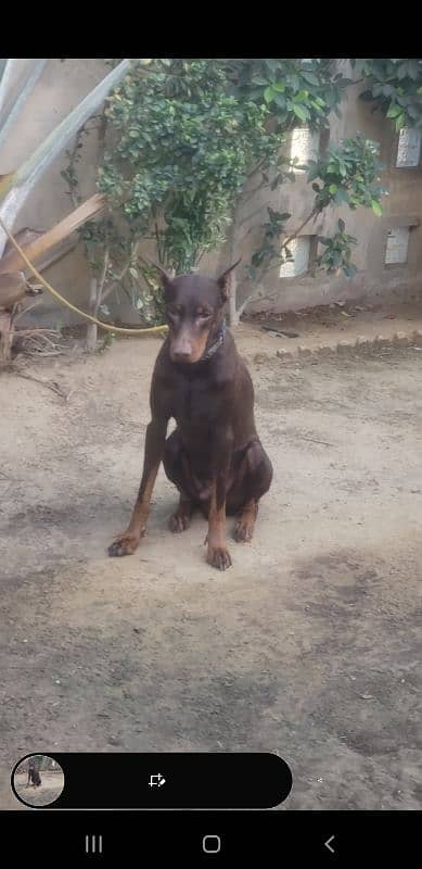 Doberman puppy female 1