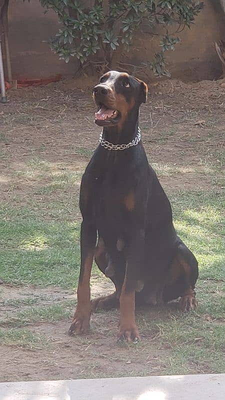 Doberman puppy female 2