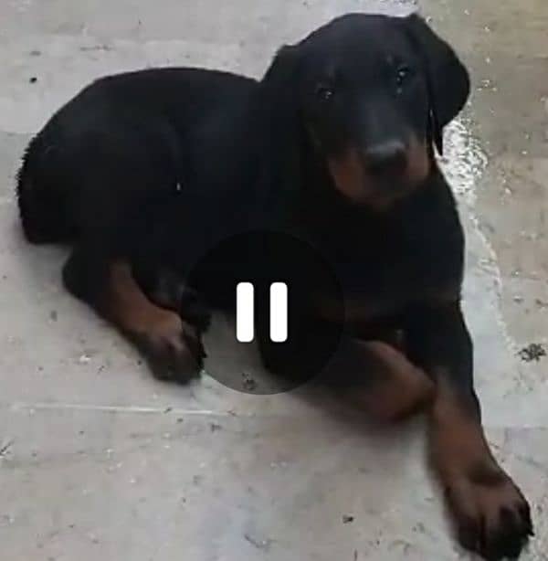 Doberman puppy female 3