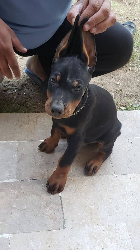 Doberman puppy female 4