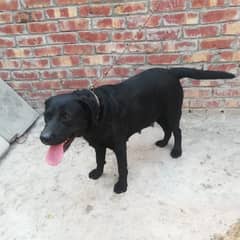 American Labrador female