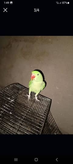 Raw parrot female (talking  adult )