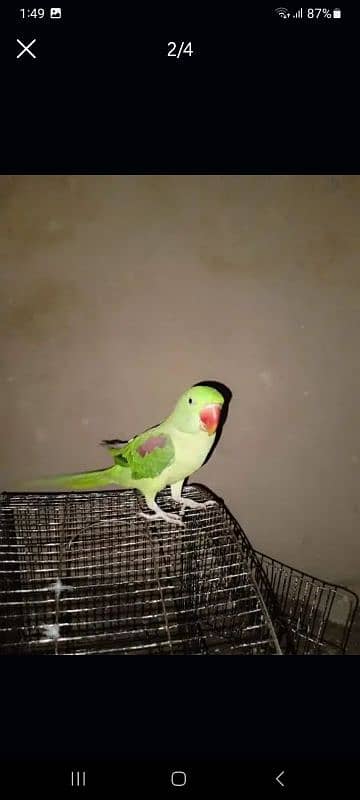 Raw parrot female (talking  adult ) 1