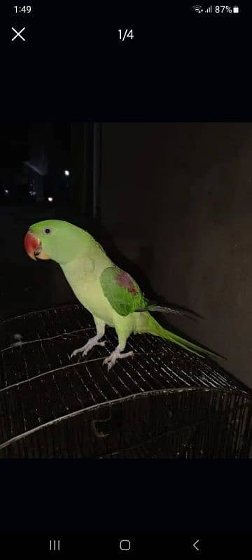 Raw parrot female (talking  adult ) 2