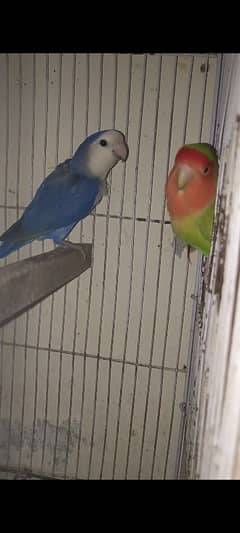 Love bird Violet and peace face breeder pair for sale