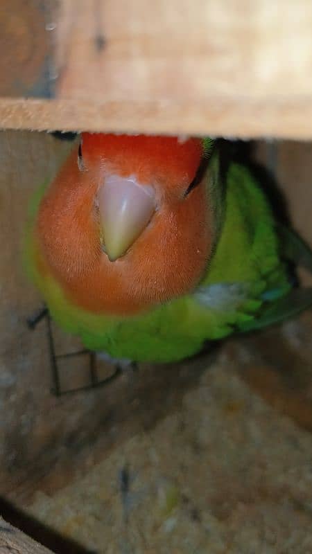 Love bird Violet and peace face breeder pair for sale 1