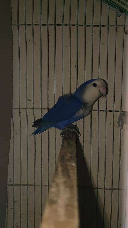 Love bird Violet and peace face breeder pair for sale 2