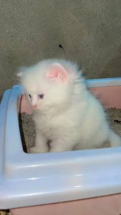 Persian kitten Available