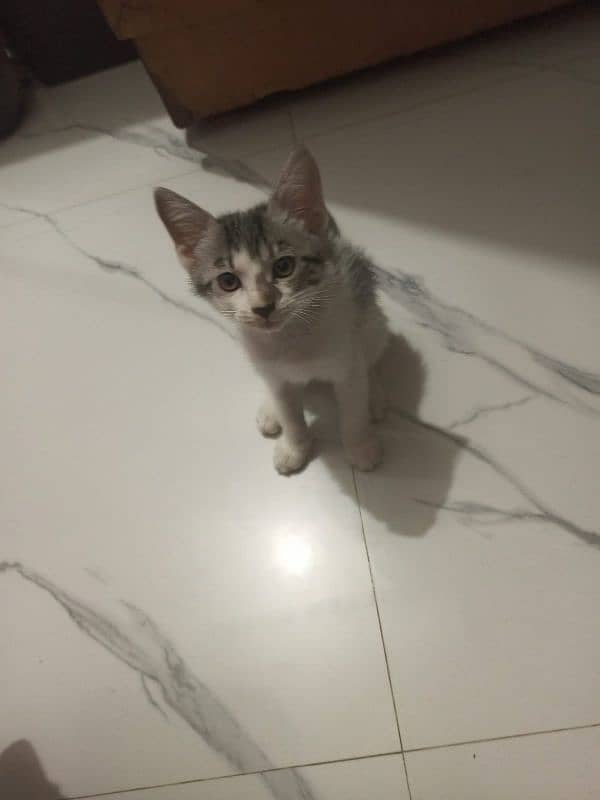 2 Female Cross Persian Kitten 4