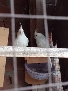 Cocktail parrot and kabootar and chana dav