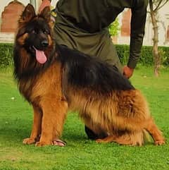 German Shepherd male gold pedigree for sale