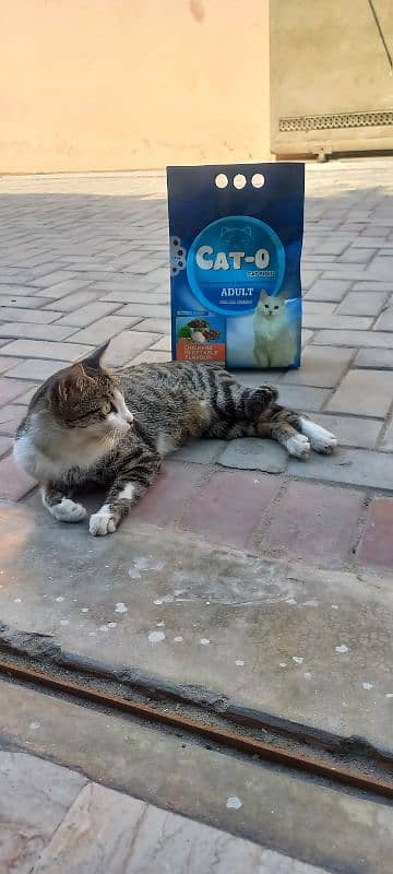 Cat-o catfood 1.2kg chicken and vegetable flavour 2