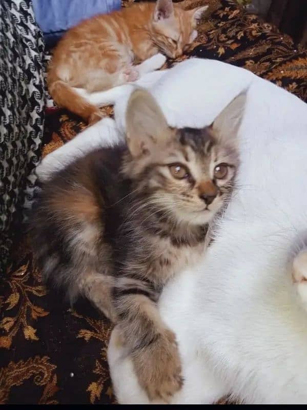 Persian double coated kitten adoption 1