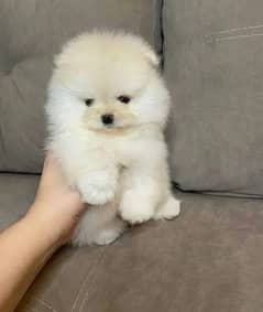 Tea cup Pomeranian pedigree imported puppy available here