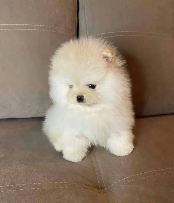 Tea cup Pomeranian pedigree imported puppy available here 1