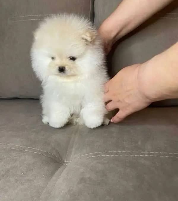 Tea cup Pomeranian pedigree imported puppy available here 2