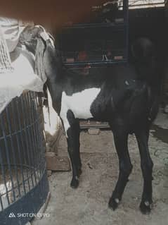 khira bakra