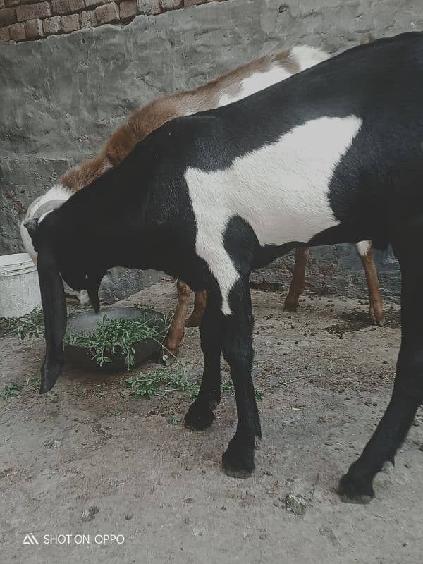 khira bakra 2