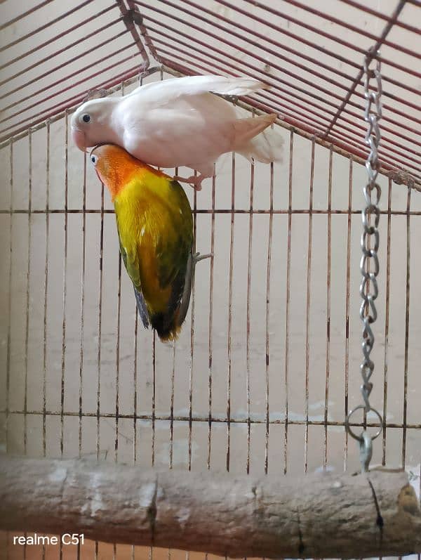 love birds 7