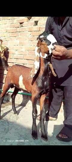 Bakri kheera bacha high  quality May nagra bakra