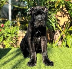 Cane corso pedigree microchipped imported puppy available for sale